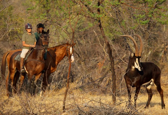 Waterberg Big Five Safari