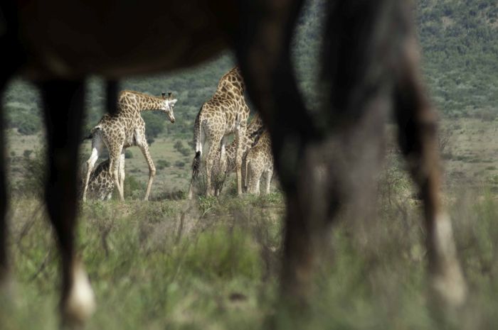 Lodge zu Lodge Safari