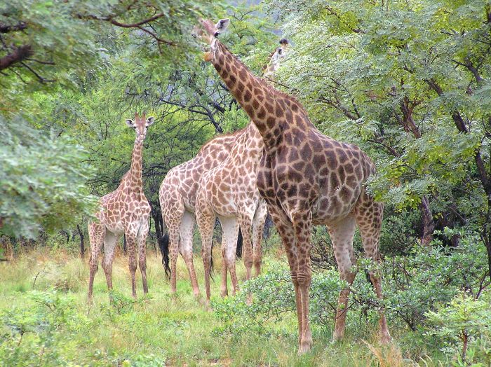 Lodge zu Lodge Safari