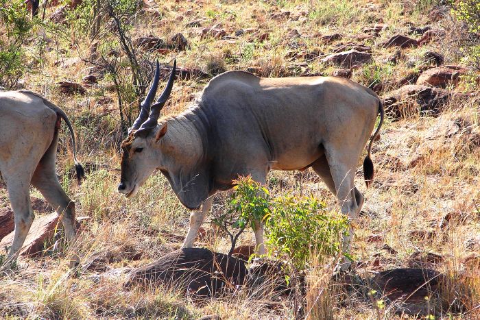 Lodge zu Lodge Safari