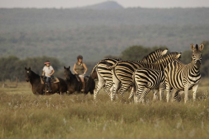 Lodge zu Lodge Safari