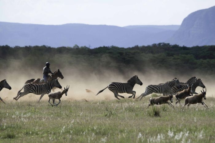 Lodge zu Lodge Safari