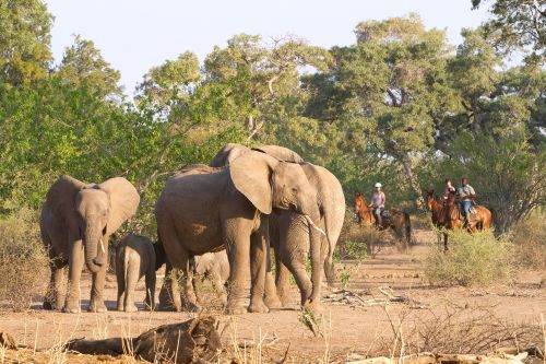 African Explorer Wilderness