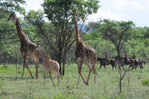 African Explorer Wilderness