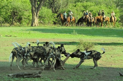 African Explorer Wilderness