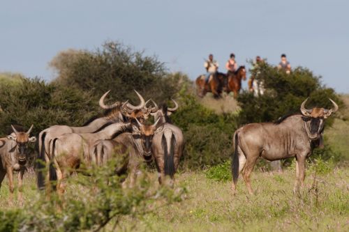 African Explorer Wilderness