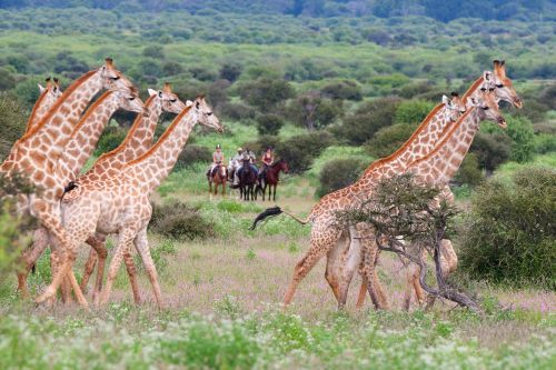 African Explorer Wilderness