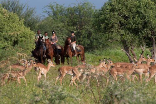 African Explorer Wilderness