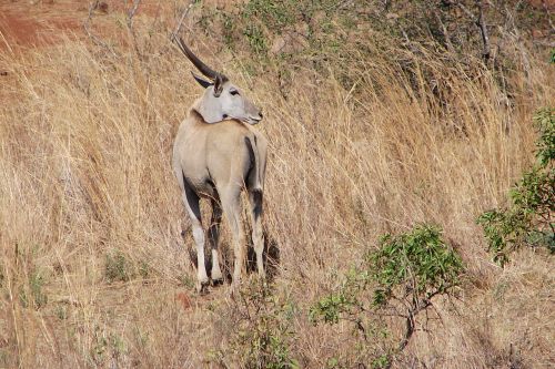 African Explorer Wilderness