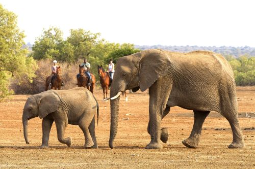 African Explorer Wilderness