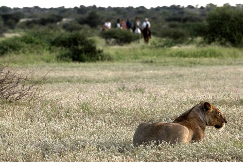 African Explorer Wilderness