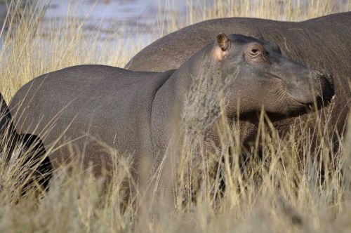 African Explorer Wilderness