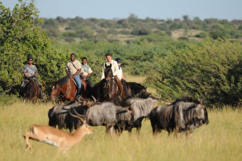 African Explorer Wilderness