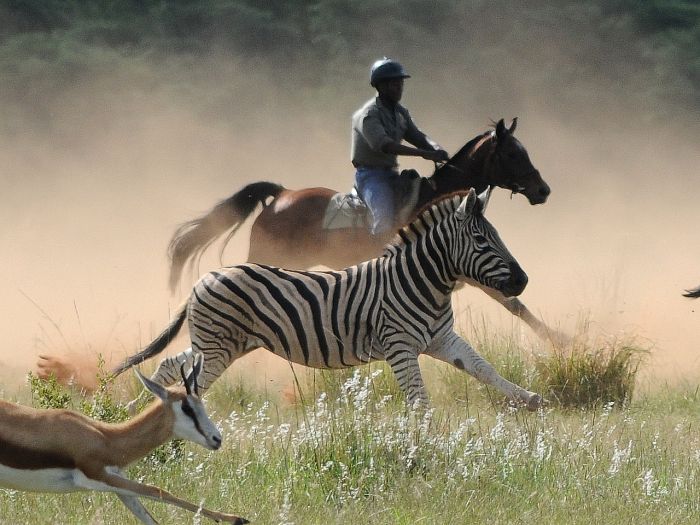 Wildnis Reitsafari im Komfort Camp