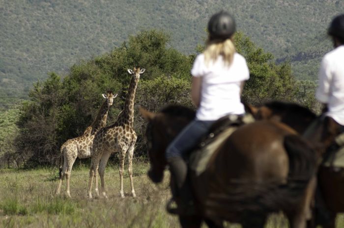 Wildnis Reitsafari im Komfort Camp