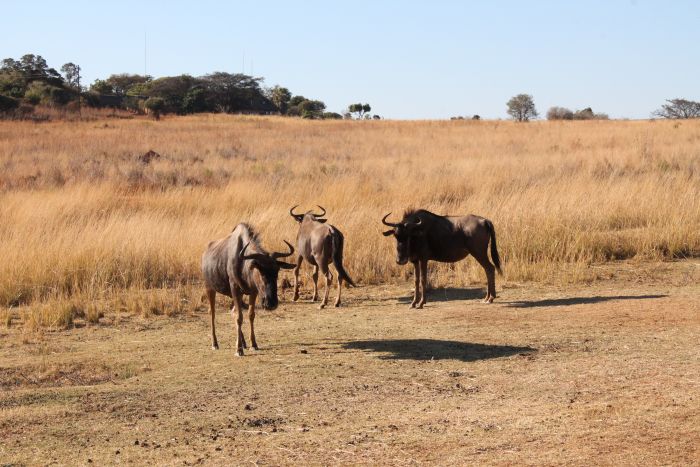 Wildnis Reitsafari im Komfort Camp