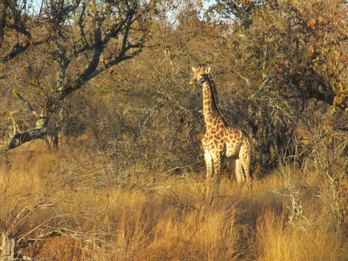 Wildnis Reitsafari im Komfort Camp