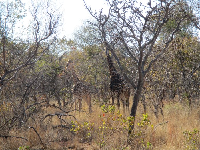 Wildnis Reitsafari im Komfort Camp