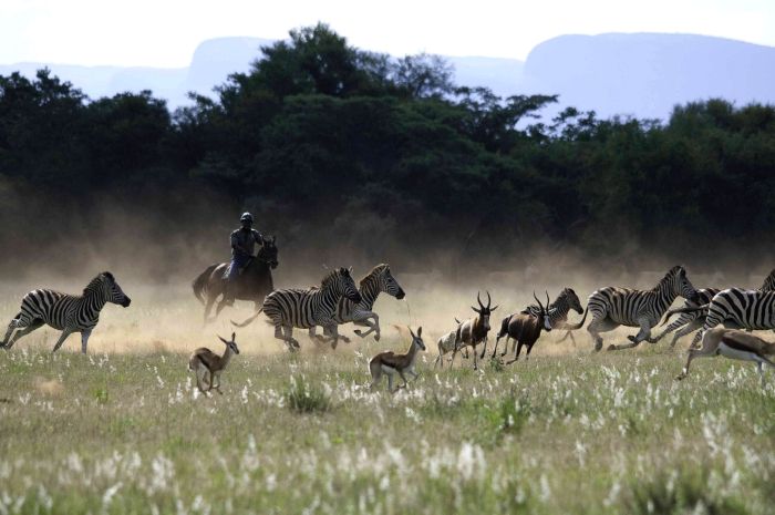 Wildnis Reitsafari im Komfort Camp