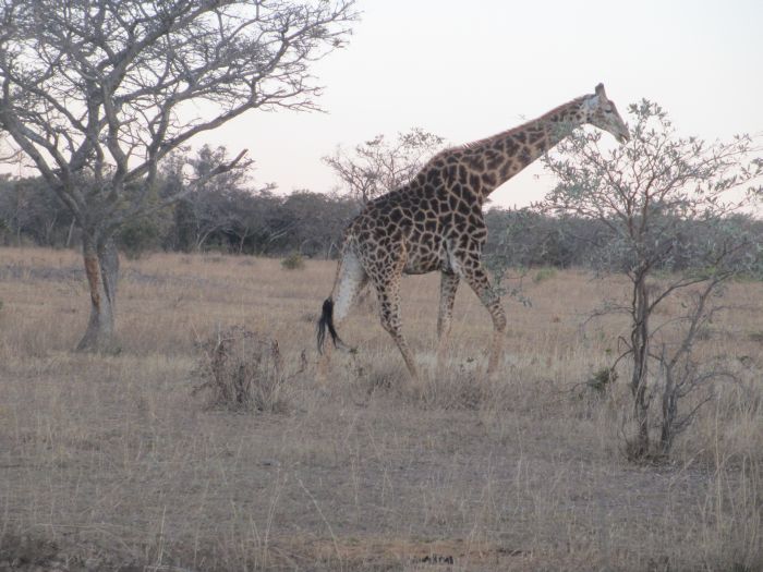 Wildnis Reitsafari im Komfort Camp