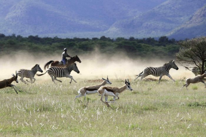 Wildnis Reitsafari im Komfort Camp