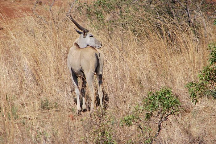 Wildnis Reitsafari im Komfort Camp