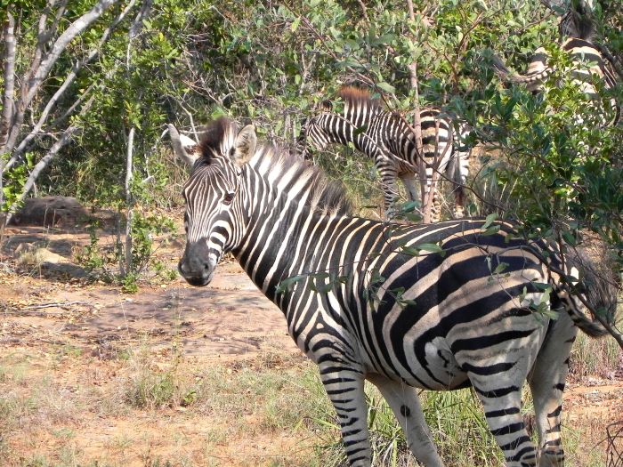 Wildnis Reitsafari im Komfort Camp