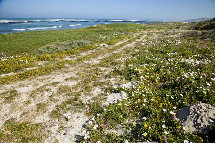 Strandtrail an der Walker Bay