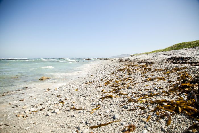 Strandtrail in der Kapregion