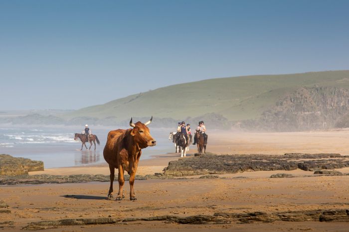 Reiturlaub an der Wilden Küste