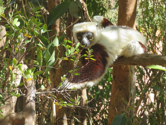 Madagaskar - den sechsten Kontinent zu Pferd entdecken