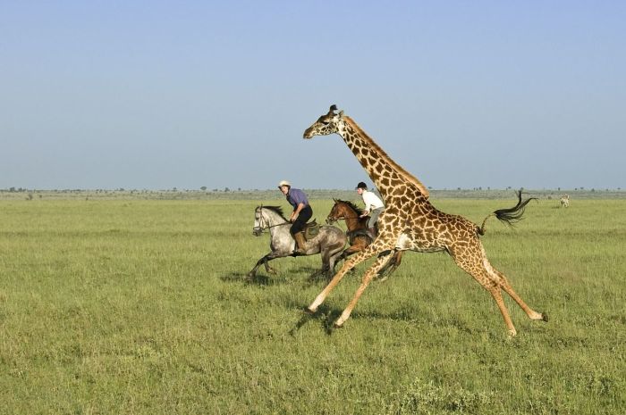 Kenia Safari Lodge - Abenteuer im Sattel