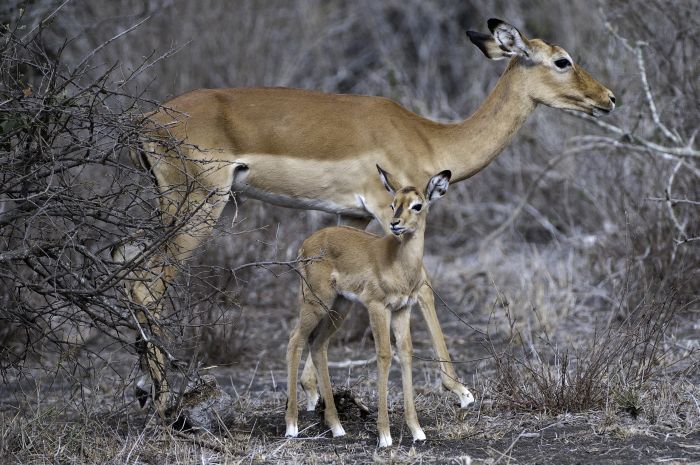 Kenia Safari Lodge - Abenteuer im Sattel