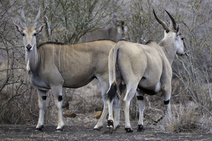 Kenia Safari Lodge - Abenteuer im Sattel