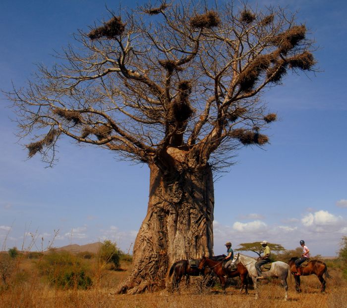 Kenia Safari Lodge - Abenteuer im Sattel