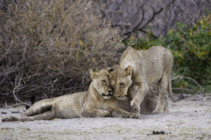 Kenia Safari Lodge - Abenteuer im Sattel