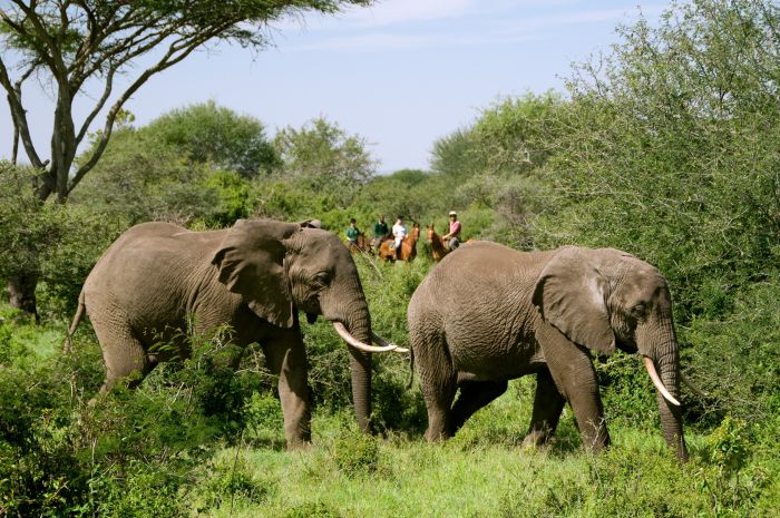 Kenia Safari Lodge - Abenteuer im Sattel