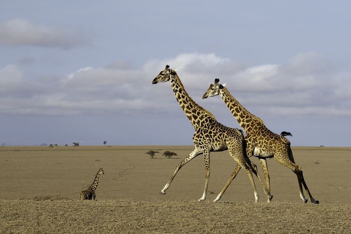 Kenia Safari Lodge - Abenteuer im Sattel