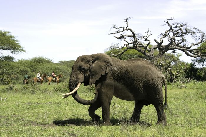 Kenia Safari Lodge - Abenteuer im Sattel