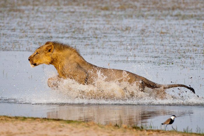 Kenia Safari Lodge - Abenteuer im Sattel