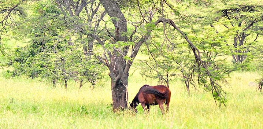 Laikipia Safari-Ritt