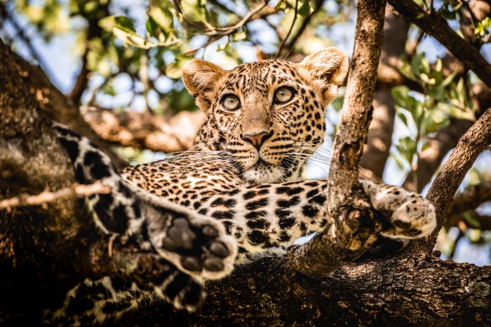 Laikipia Reitsafarai am Mount Kenia