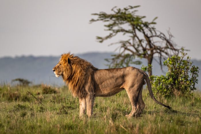 Laikipia Reitsafarai am Mount Kenia