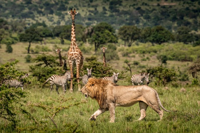 Laikipia Reitsafarai am Mount Kenia