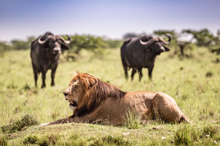 Laikipia Reitsafarai am Mount Kenia