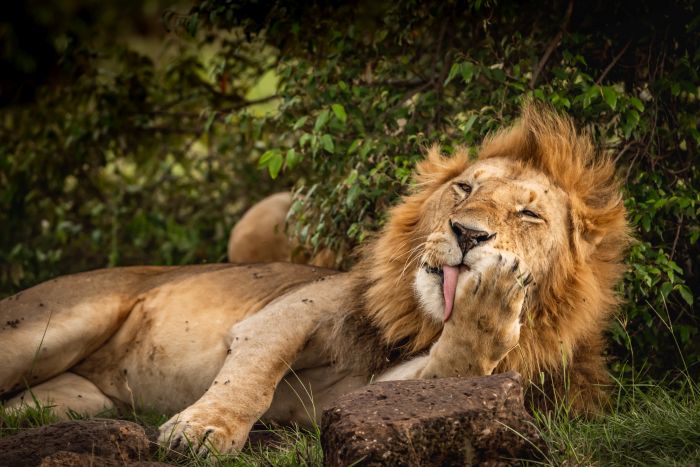 Laikipia Reitsafarai am Mount Kenia