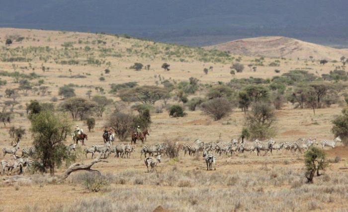 Meru-Kilimanjaro Grosswildsafari