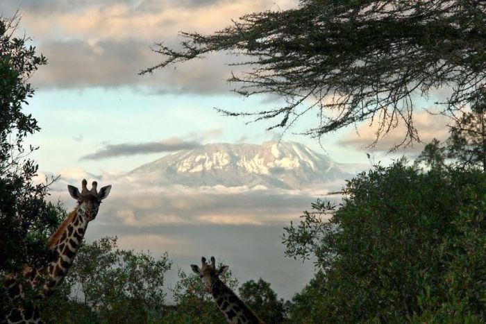 Meru-Kilimanjaro Grosswildsafari
