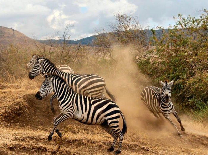 Meru-Kilimanjaro Grosswildsafari