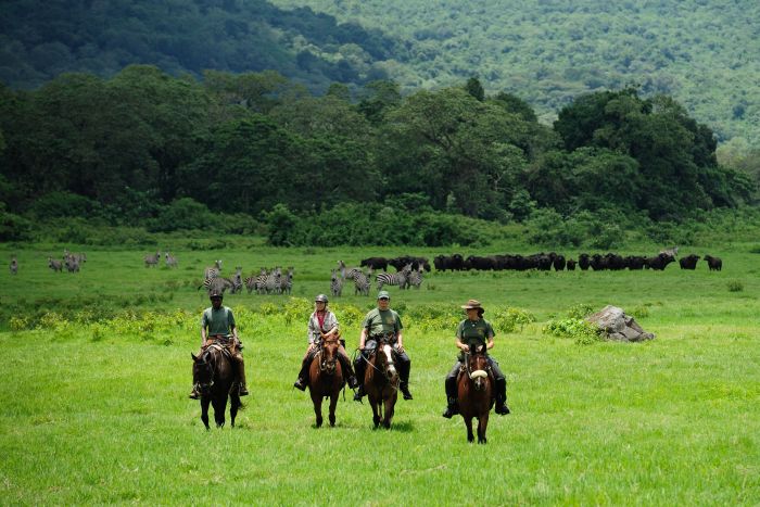 Meru-Kilimanjaro Grosswildsafari